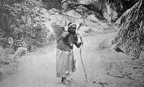 Miwok Walking